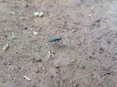 Jansenia azureocincta