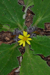 Cymbonotus lawsonianus