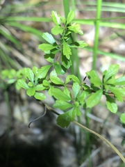 Bursaria spinosa