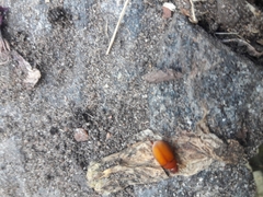Maladera holosericea
