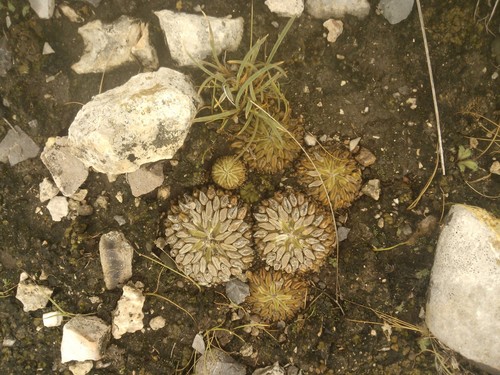 Pelecyphora aselliformis