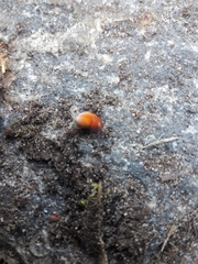 Maladera holosericea