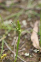 Prasophyllum gracile