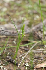 Prasophyllum gracile
