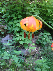 Lilium pardalinum shastense