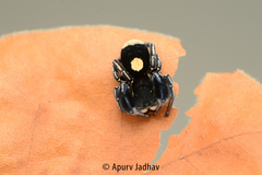 Stegodyphus tibialis