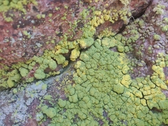 Chrysothrix chlorina