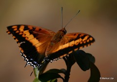 Charaxes saturnus saturnus