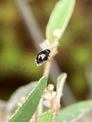Syphrea
