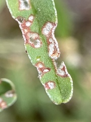 Syphrea