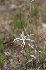 Caladenia varians