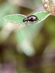 Syphrea
