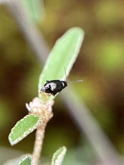 Syphrea