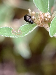 Syphrea