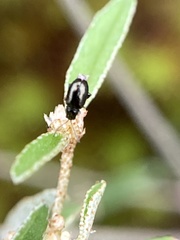 Syphrea