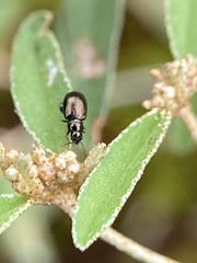 Syphrea