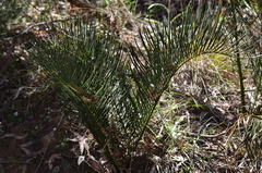 Macrozamia