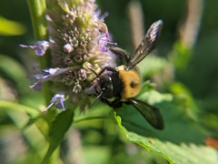 Xylocopa virginica