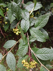 Cotoneaster bullatus