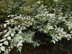 Cotoneaster bullatus