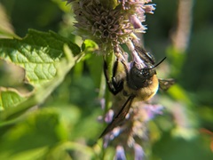 Xylocopa virginica