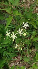 Clematis brevicaudata
