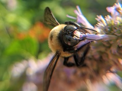 Xylocopa virginica