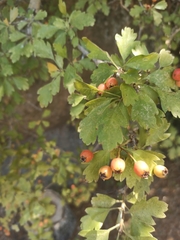 Crataegus monogyna