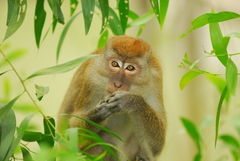 Macaca fascicularis