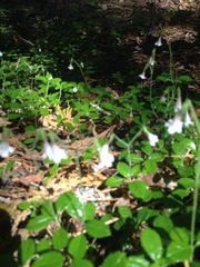 Linnaea borealis longiflora