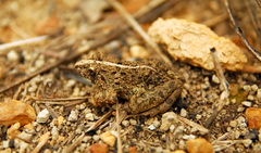 Fejervarya limnocharis