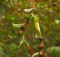 Nepenthes sanguinea