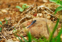Orthetrum luzonicum