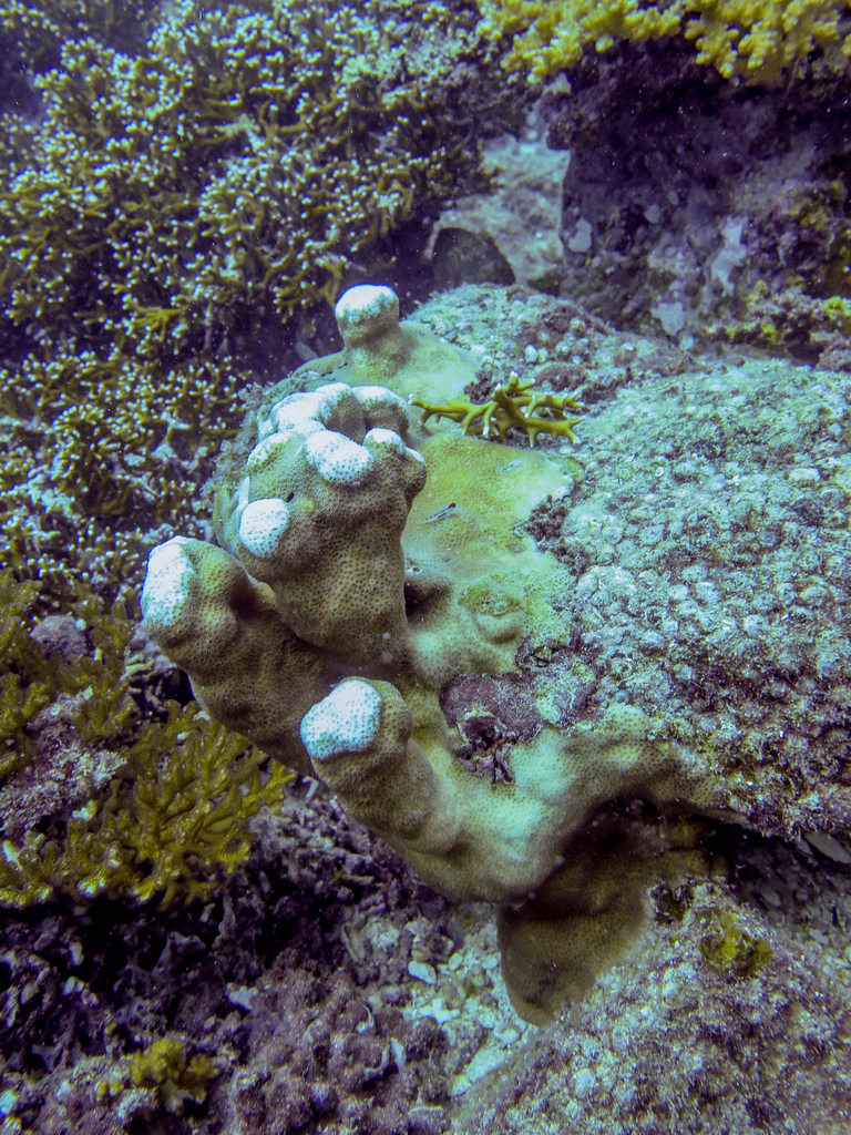 leaf coral