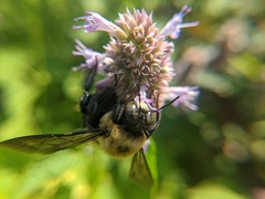 Xylocopa virginica