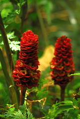 Zingiber spectabile
