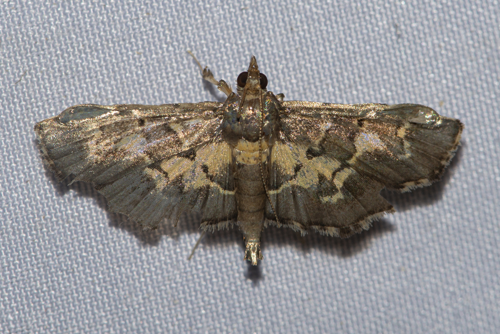 Eurrhyparodes plumbeimarginalis
