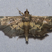 Eurrhyparodes plumbeimarginalis - Photo (c) Vijay Anand Ismavel, some rights reserved (CC BY-NC)