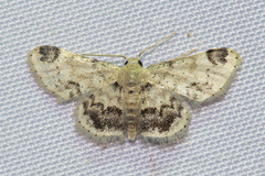 Idaea micra