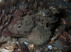 Aploactisoma milesii