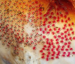 Aspasmogaster costata