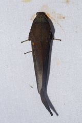 Suana concolor