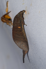 Suana concolor