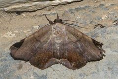 Psimada quadripennis