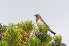 Turdus ruficollis