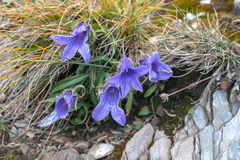 Campanula dasyantha