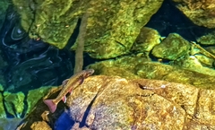 Salvelinus fontinalis image