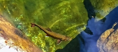 Salvelinus fontinalis image