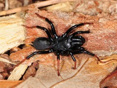 Sphodros atlanticus