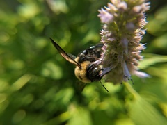 Xylocopa virginica